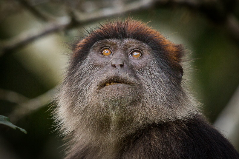 04 Oeganda, Kibale Forest, rode colobus.jpg